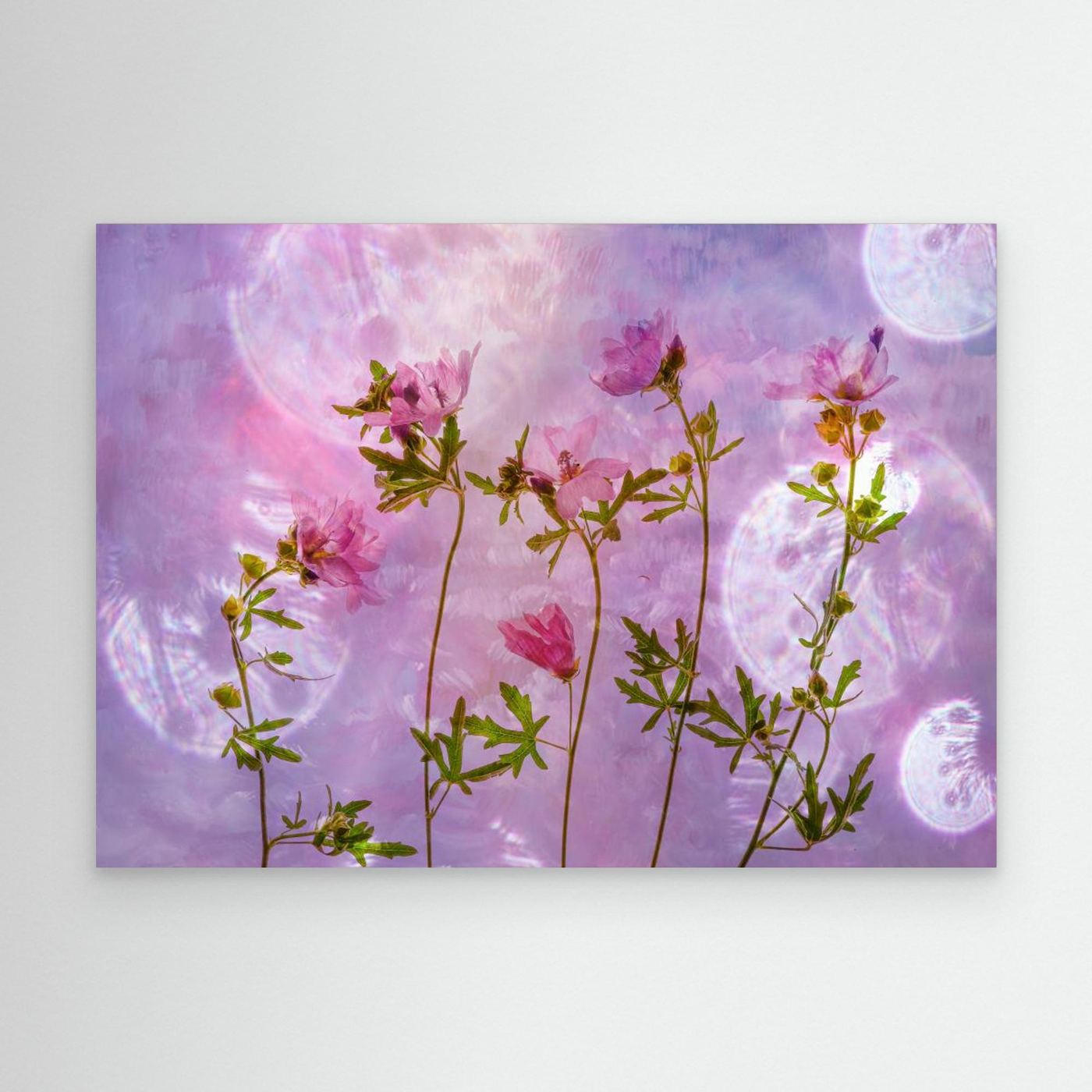 Blush Bloom - Canvas Print